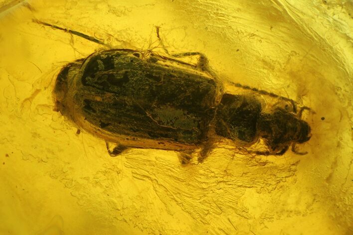 Fossil Fly (Diptera) and Beetle (Coleoptera) In Baltic Amber #150745
